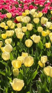 Read more about the article A Virginia Digital Marketing Company Guide: GMB Optimization for Local Businesses